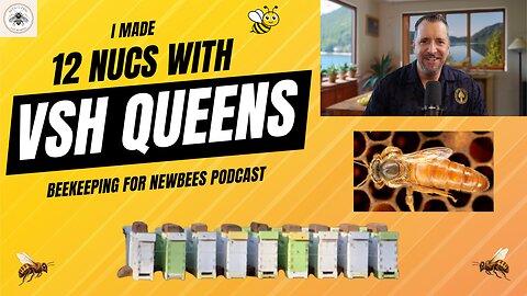 Expanding the Apiary: 12 Nucs Built from 3 Hives with VSH Queens 🐝