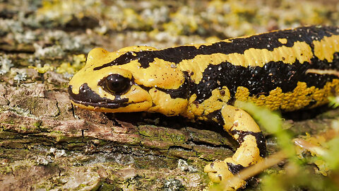 100 Amphibians