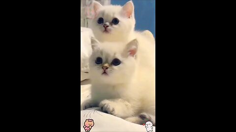 Cute baby kittens