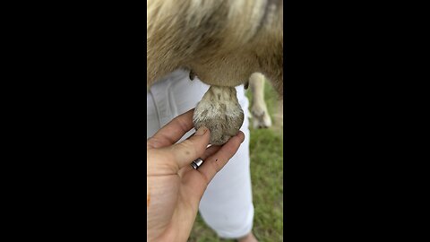 Goat balls shriveling up nicely