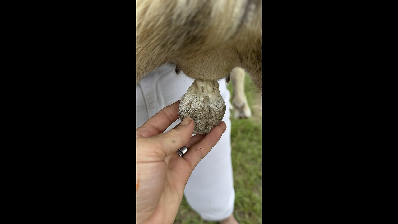 Goat balls shriveling up nicely
