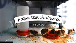 New Quail Chicks in the Brooder