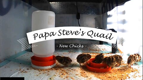 New Quail Chicks in the Brooder