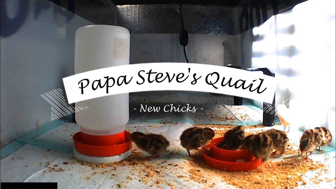 New Quail Chicks in the Brooder