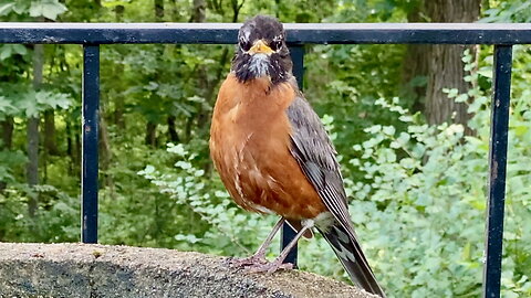 Robin Visiting a Bird Bath for a Drink