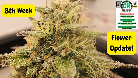 Medical Cannabis Grow 8th Week Flower Update!