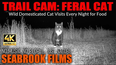 Trail Cam Feral Cat: Wild Domesticated Cat Visits Every Night for Food