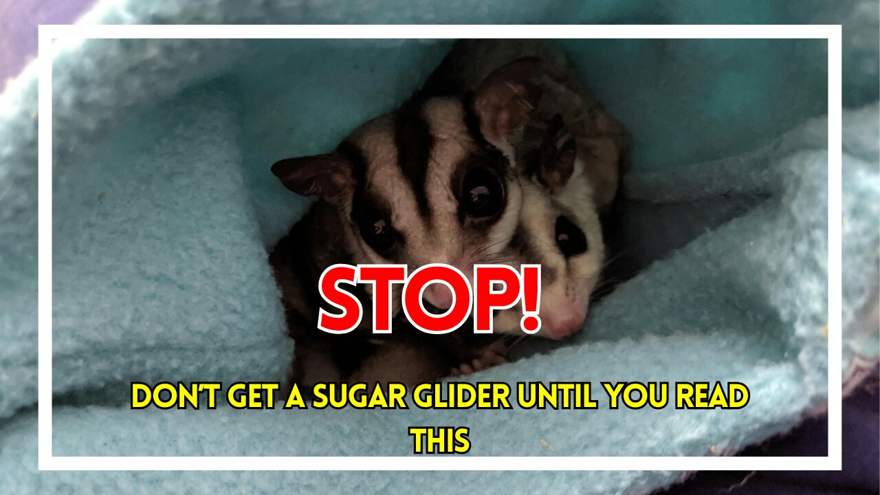 Stop! Don’t Get a Sugar Glider Until You Read This