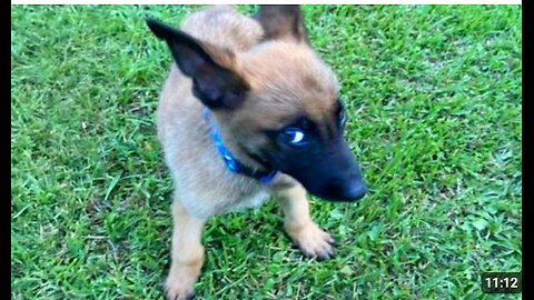 I Was Shocked By These Dogs' Attitudes 😂 Funny Dog Videos 2025