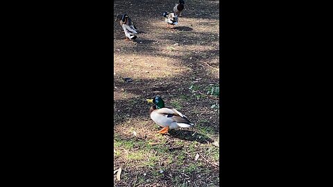 Mallard Ducks 🦆 #mallardducks #ducks #followme #shorts #viral #trending #duck