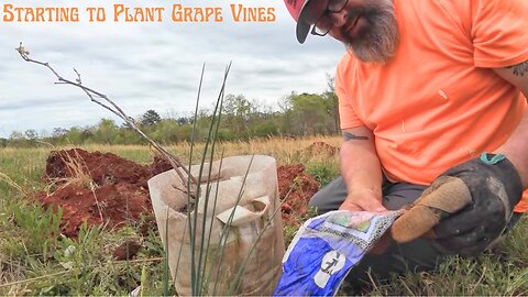 Starting to Plant Grape Vines