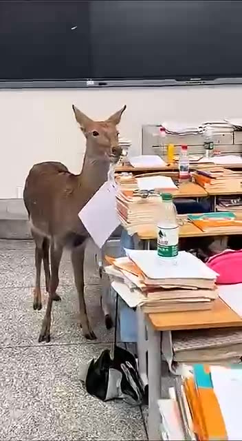 The deer ate my homework honest 🤣