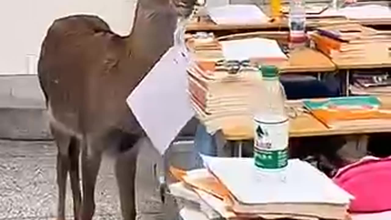 The deer ate my homework honest 🤣
