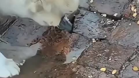 Pest Control