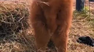 Woe Day 93. I am in the ark. Waiting for GOD to open the Door for a spring/summer Pentecost rapture