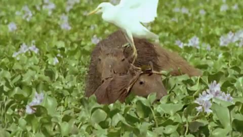 ‎Caiman vs Capybara vs Anaconda | Amazon | BBC Earth