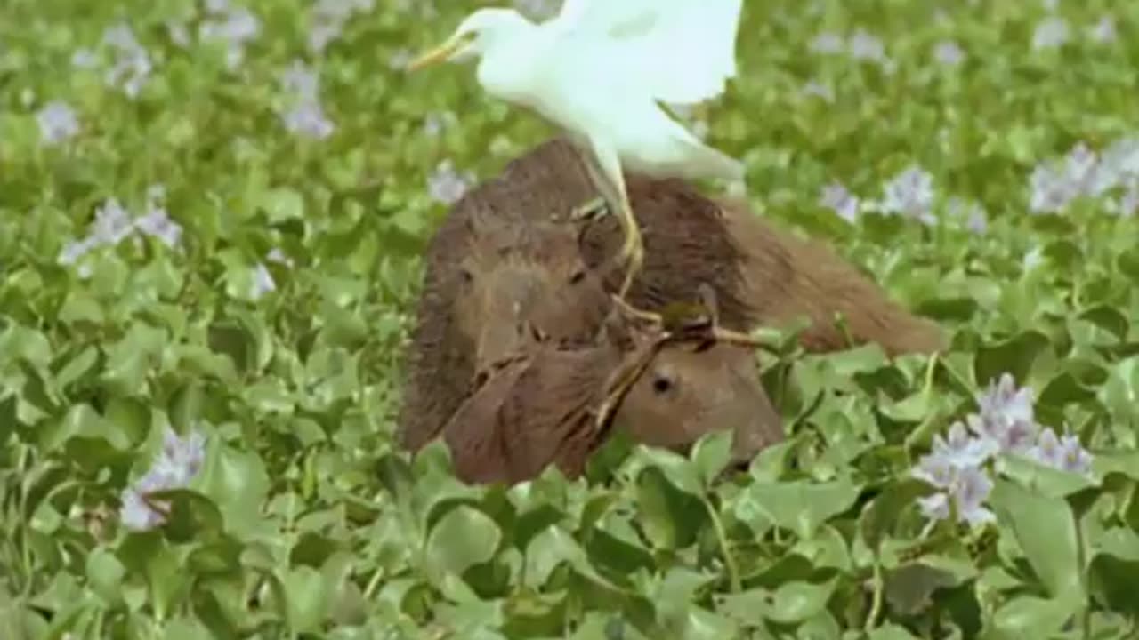 ‎Caiman vs Capybara vs Anaconda | Amazon | BBC Earth