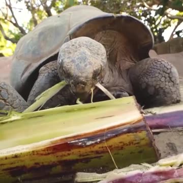 Me tearing into a bag of chips 😊