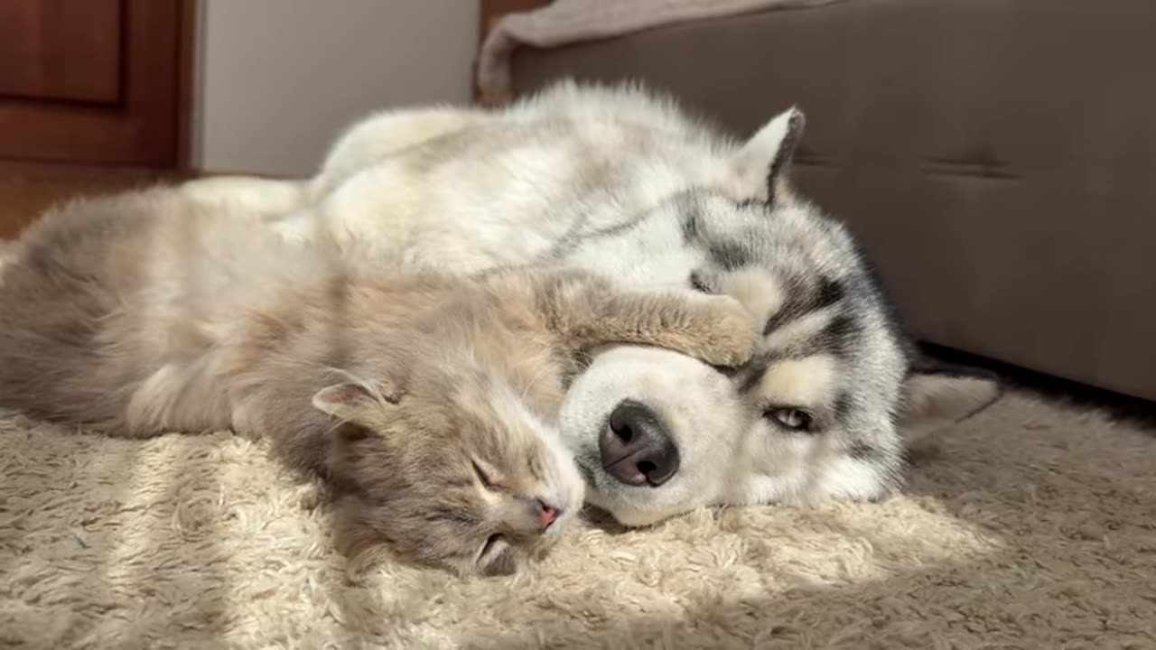 fluffy-kitten-refuses-to-sleep-without-his-beloved-husky-cutest-video-ever