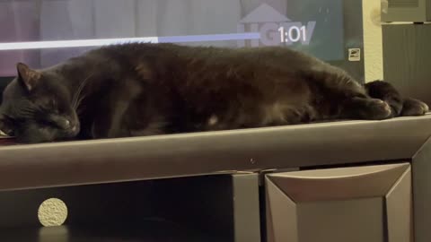 Cute Precious Piper Falls Asleep in Front of the TV - Adopting a Cat from a Shelter Vlog