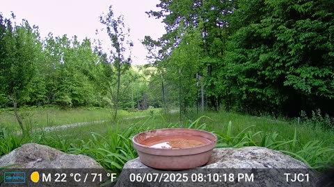 Squirrel Looking at Camera