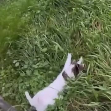 New Funny Cats and Dogs Videos 😻🐶 Part 3