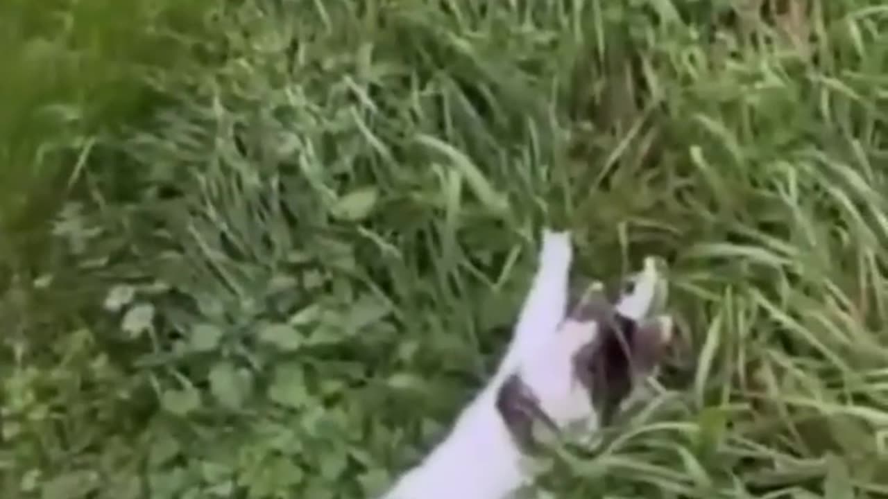 New Funny Cats and Dogs Videos 😻🐶 Part 3