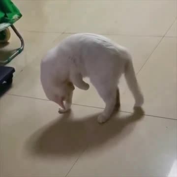 Cats are weird.. 😂