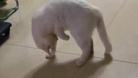 Cats are weird.. 😂