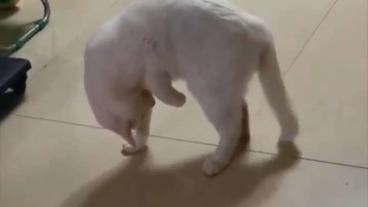 Cats are weird.. 😂
