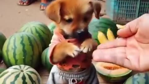 "First Day at School... with a Broken Heart 💔🐶"*