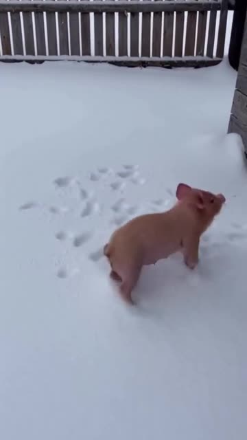 Happy piggy.. 😊
