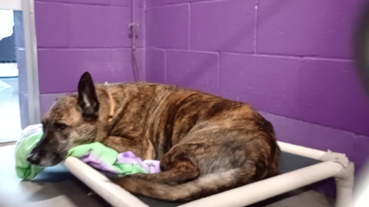 Red 5y Pet Id 879580 kennel 10 HSSAZ shelter he likes the face to face but ❤️s doggie walk2025919678