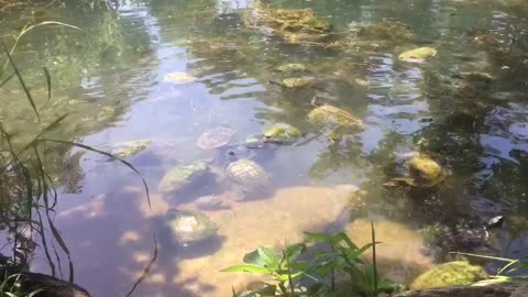 Happy turtle 🐢