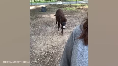 Love of Animals