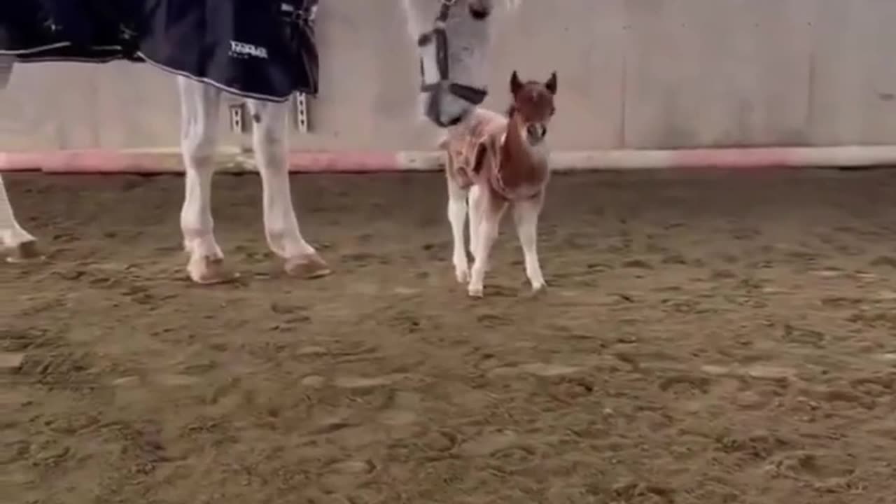 😂🐾 The Cutest Little One You'll See Today! | FunFM