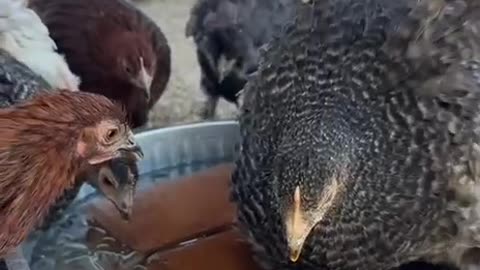 Helping your chickens cool off during summer heat