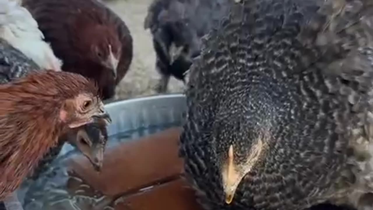 Helping your chickens cool off during summer heat