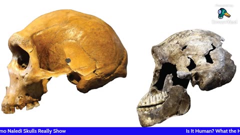 Is It Human? What the Homo Naledi Skulls Really Show