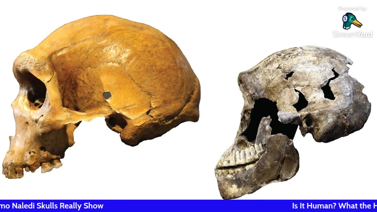 Is It Human? What the Homo Naledi Skulls Really Show