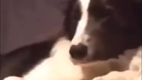 Cats vs Dogs: The Ultimate Funny Showdown!