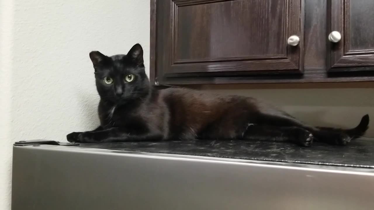 20250505 205218 Tux the Fridge Pirate