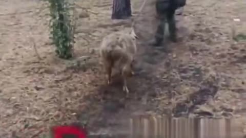 🐑🛡️ Ukraine Russia War | Russian Forces Introduce "Battle Sheeps" | RCF