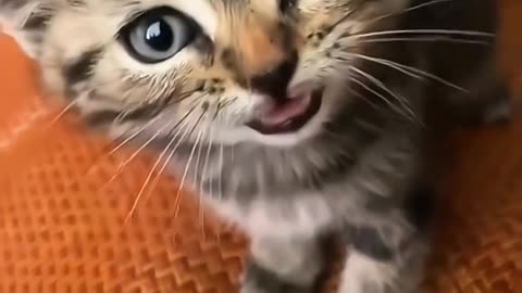 Dog's Comedy Videos 🤣 so cute videos and puppies comedy scenes 😂 so cute 🥰 🥰 🥰 🥰