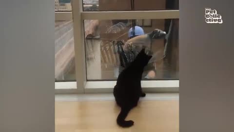 These CATS are too FUNNY! 🤣 | New Cat Videos 2025
