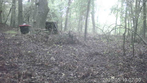 Bobcat At Build Site