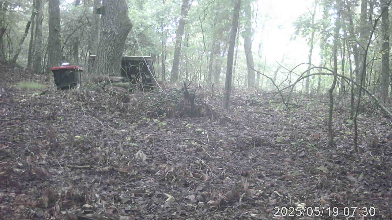Bobcat At Build Site
