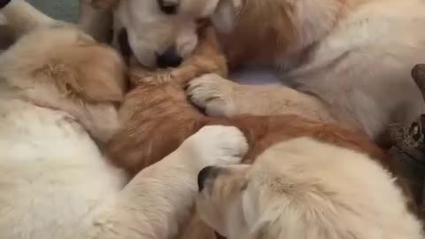 Des chiens viennent câliner un chat