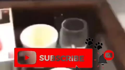 POV: You’re This Chill 🐶 | Funny Pet Moments