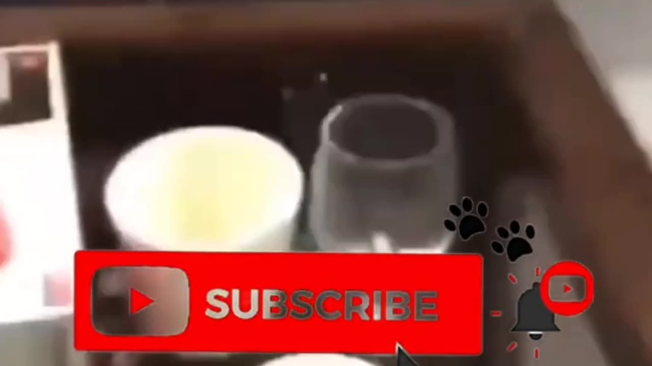 POV: You’re This Chill 🐶 | Funny Pet Moments